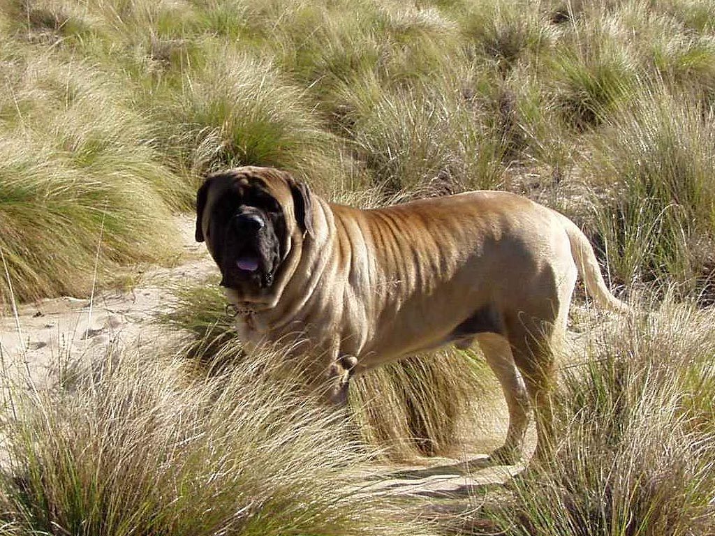 Самые большие собаки в мире: топ-10 крупных и тяжёлых пород с фото и описанием