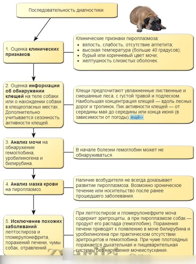 Лептоспироз - желтуха, штутгартская болезнь (вайля-васильева) - описание и симптомы заболевания.