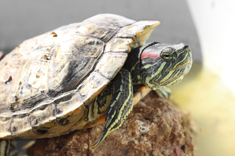 Яичная скорлупа — как источник кальция для черепах