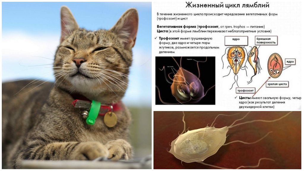 Кишечные паразиты у кошек фото и лечение