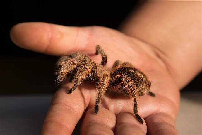 Виды домашних пауков, их полное описание и требования к содержанию