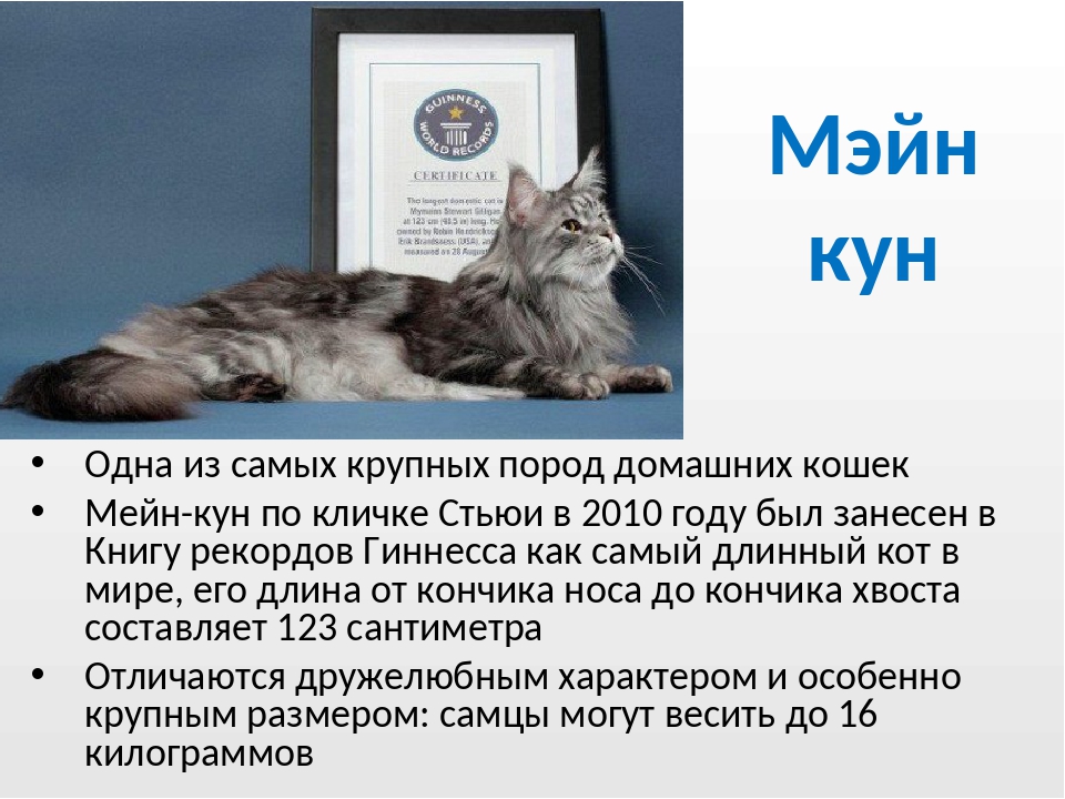 Мейн кун — фото описание с характеристикой породы кошек от а до я! интересные факты + отзывы