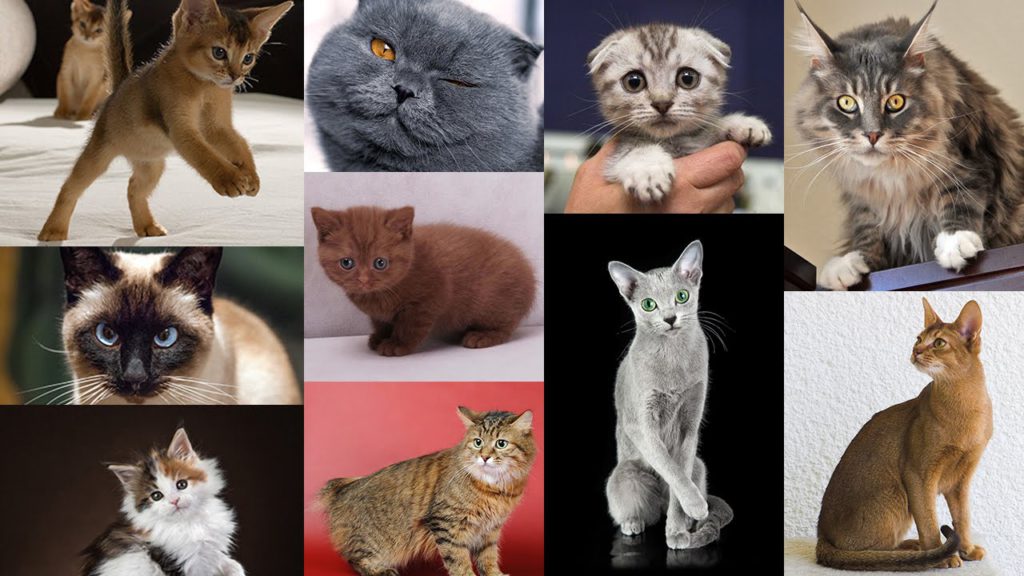 Топ-10 самых редких пород кошек в мире с фотографиями и названиями