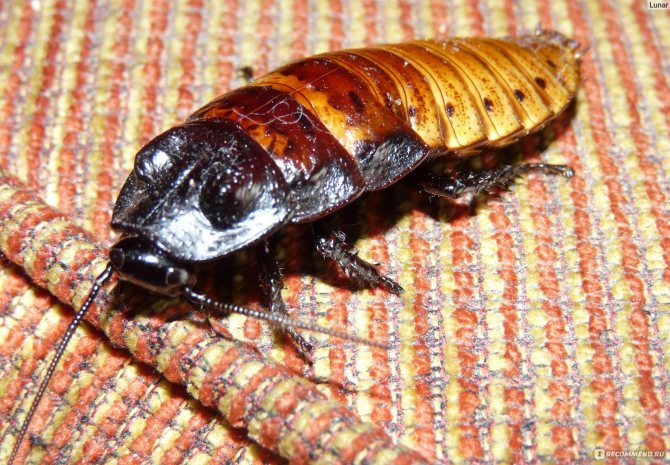❶ кто ест тараканов из животных в квартире: естественные враги, кто питается домашними усачами в природе и дома