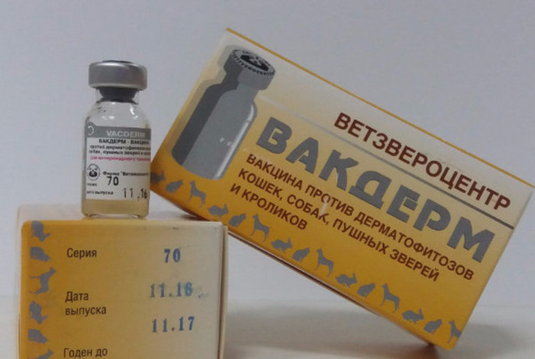 Вакцина «вакдерм»: как и куда колоть собаке