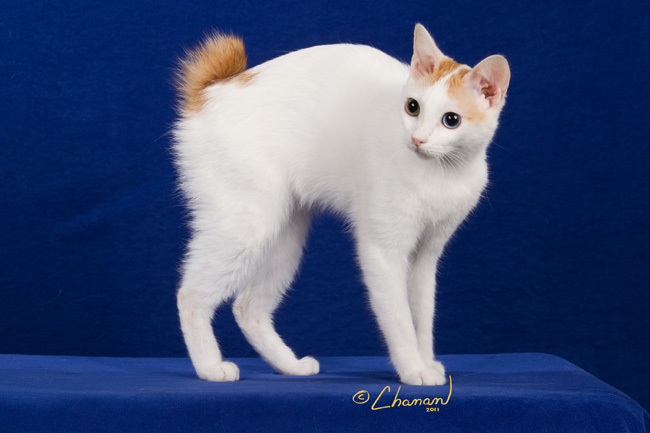 Порода кошек японский бобтейл — описание и характеристика, характер животных, уход, разведение