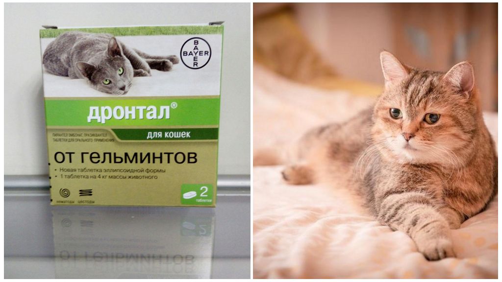 Дронтал для кошек. советы ветеринара о применении от глистов