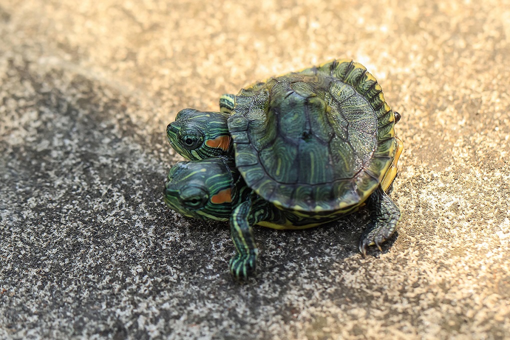 Красноухая черепаха - уход и содержание, чем кормить, болезни