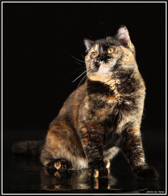 Британские кошки черепахового окраса. tamaky*ru питомник