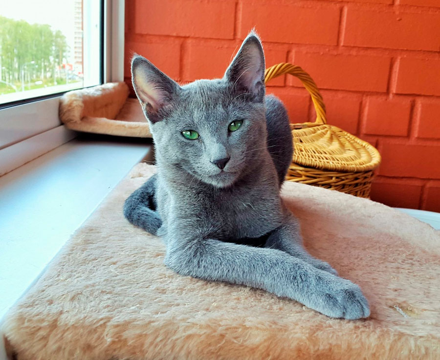 Питомник русских голубых кошек ruslandija - котята