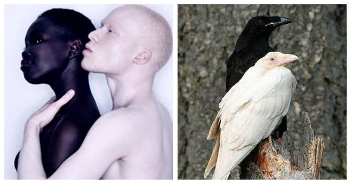 Белый доберман (28 фото): как выглядит пинчер-альбинос? особенности окраса белого добермана. характеристика породы