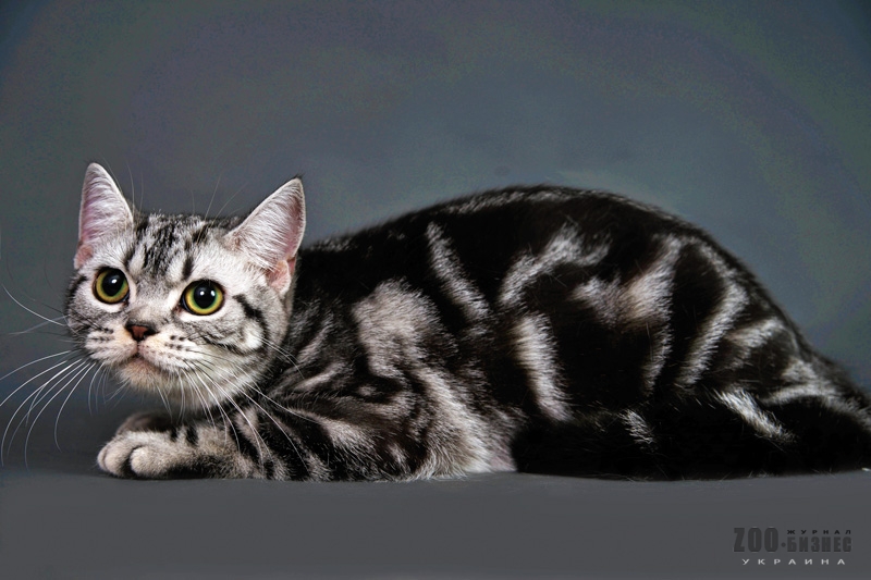 Американская жесткошерстная кошка: фото, описание породы, уход и питание
