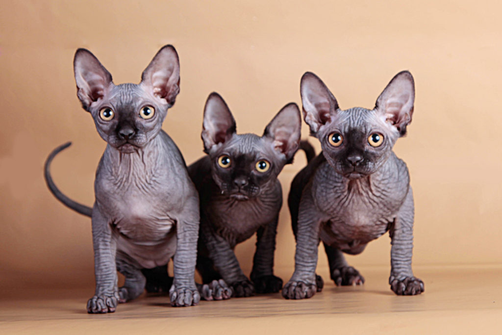 Сфинкс: описание лысой породы кошек, виды и фото, цена за котёнка от заводчика