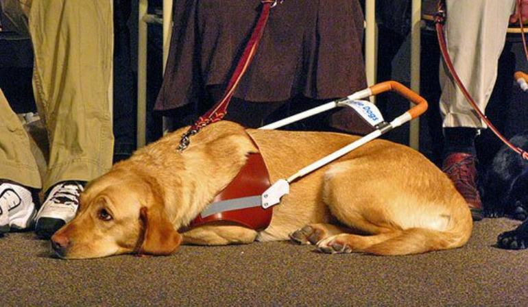 Помощник для слепых — собака-поводырь: топ 10 наиболее востребованных пород