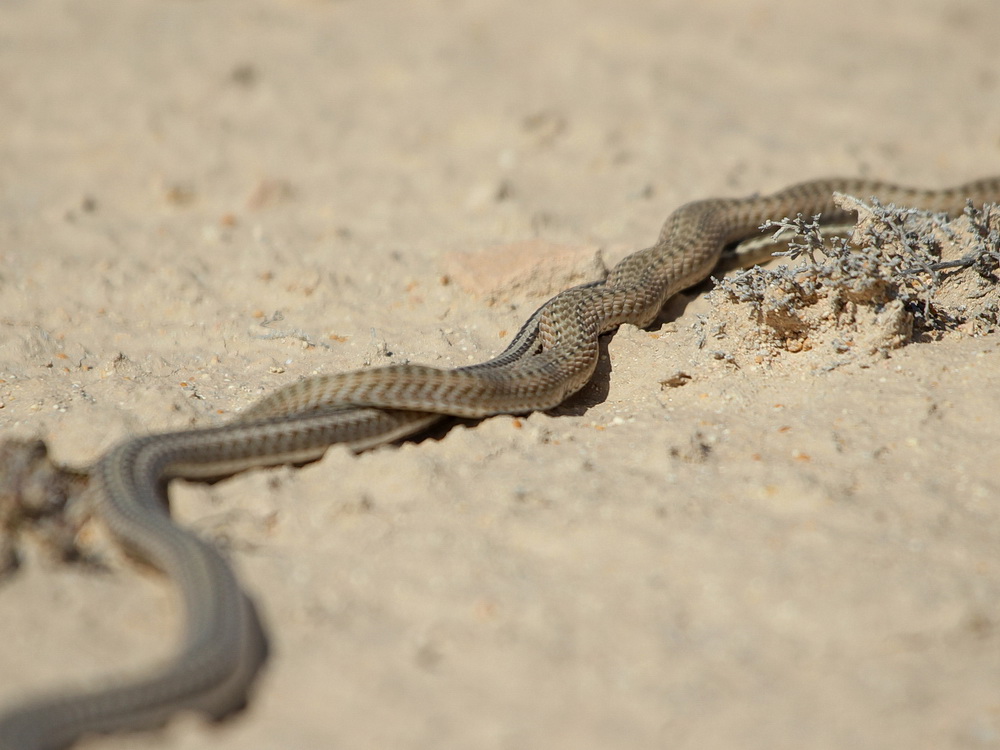 Змеи и стрелы - snakes & arrows - abcdef.wiki