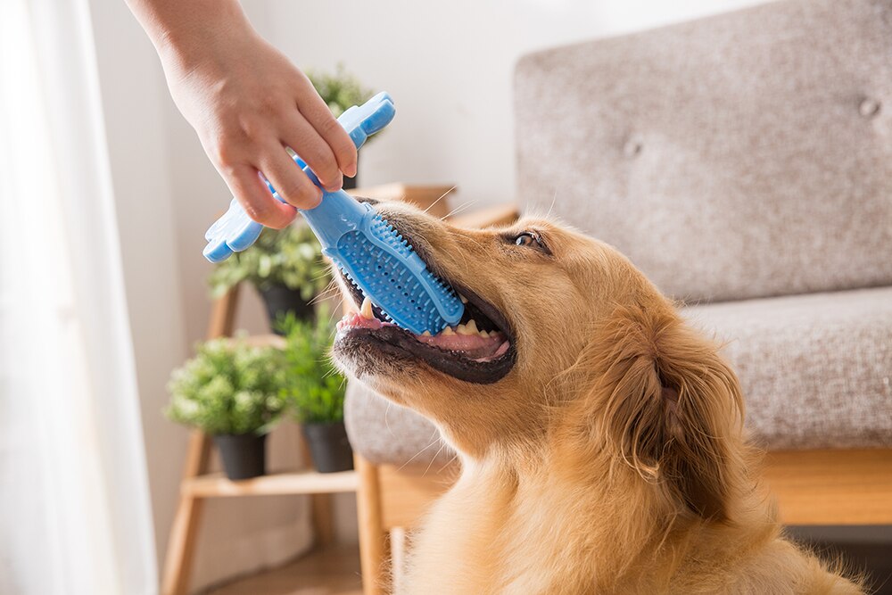Чистка зубов собакам отзывы. Зубная щетка для животных. Собачья щетка для зубов. Приспособления для чистки зубов собакам.