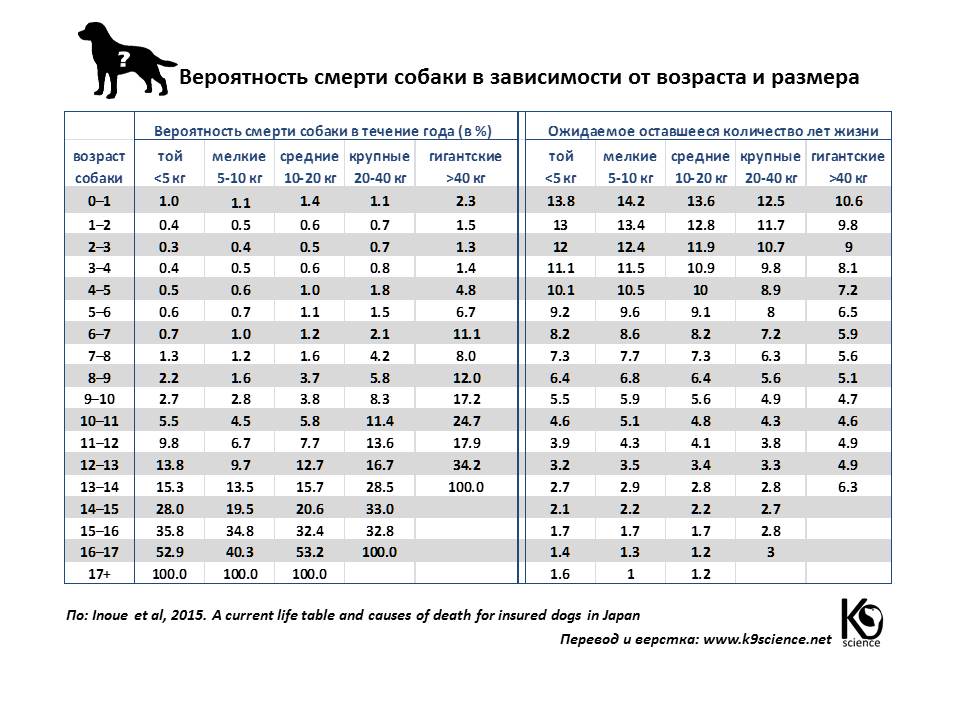 Сколько лет живут французские бульдоги: средняя продолжительность жизни | собаки мира