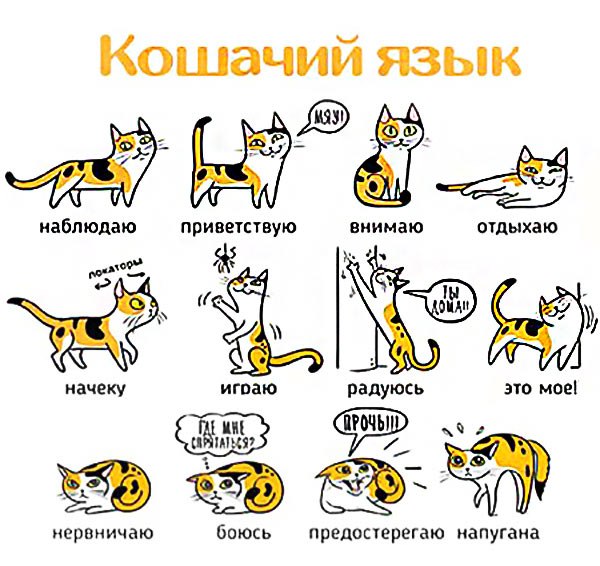 Как разговаривать с кошками и котами: жесты, слова, взаимопонимание между хозяином и питомцем
