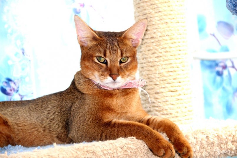 Порода кошек каракет: внешний вид, повадки, особенности содержания и ухода