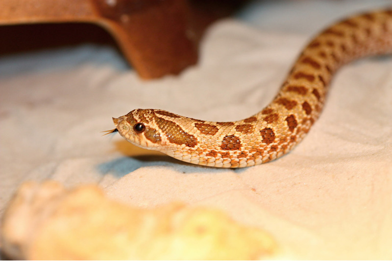 Западная хищная змея - western hognose snake - abcdef.wiki