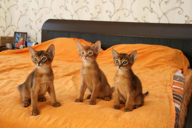 Порядок продажи абиссинских котят в питомнике асин