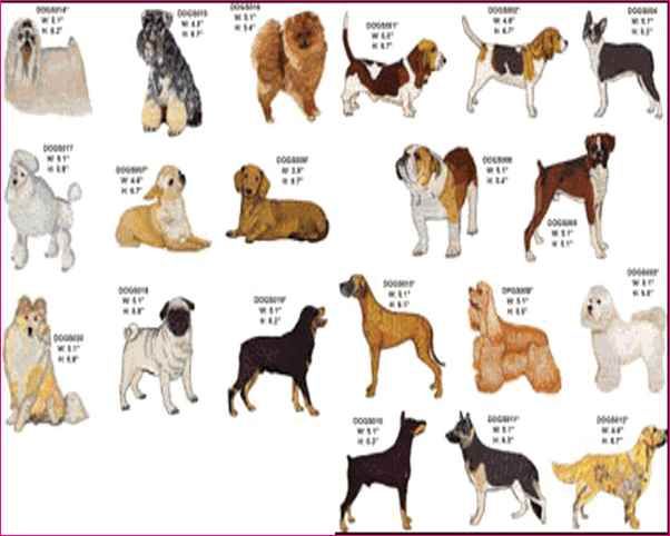 Как определить породу собак? 24 фото как узнать по внешнему виду? тесты на определение породы щенка. как понять, породистая собака или нет?