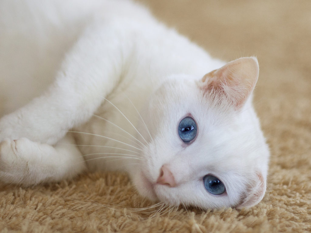 Почему говорят, что белые коты глухие