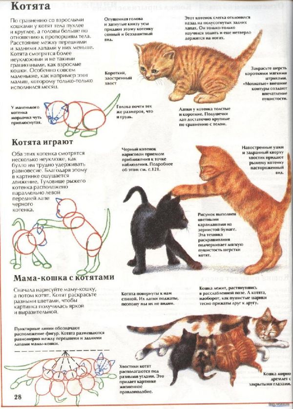 Кошки: уход и содержание - руководство для начинающих | zoodom