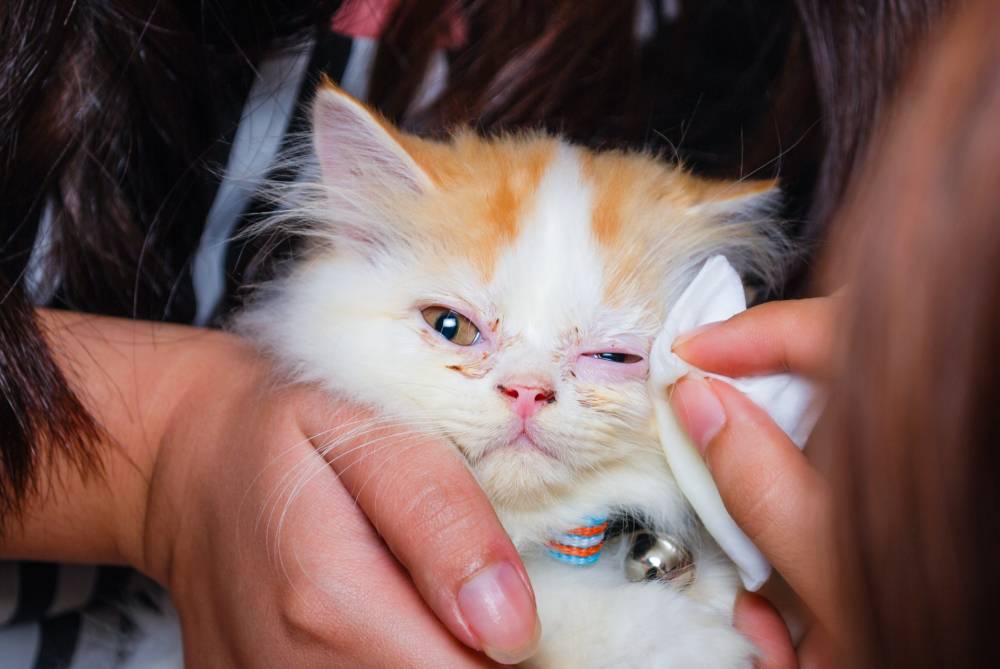 Гноится глаз у кота чем лечить народное средство