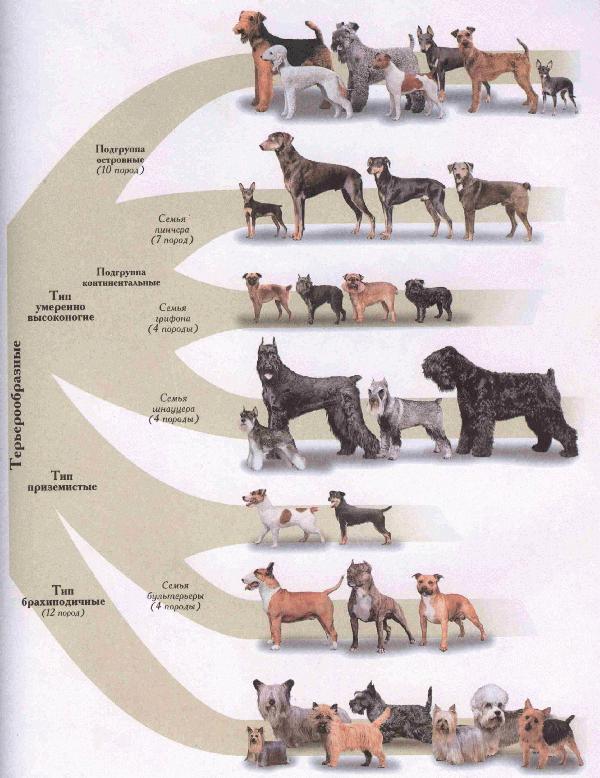 Классификация пород собак по мкф и другим организациям