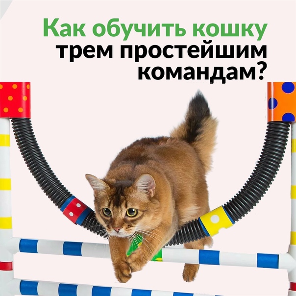 Обучаем кошку команде «нельзя»