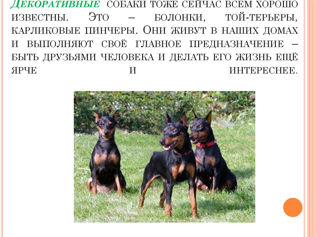 Сколько живут той терьеры. продолжительность жизни