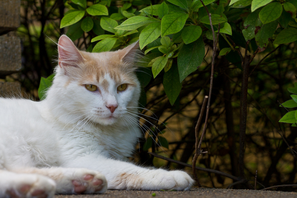 Турецкий ван — порода кошек