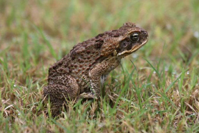 Серая жаба или озерная лягушка