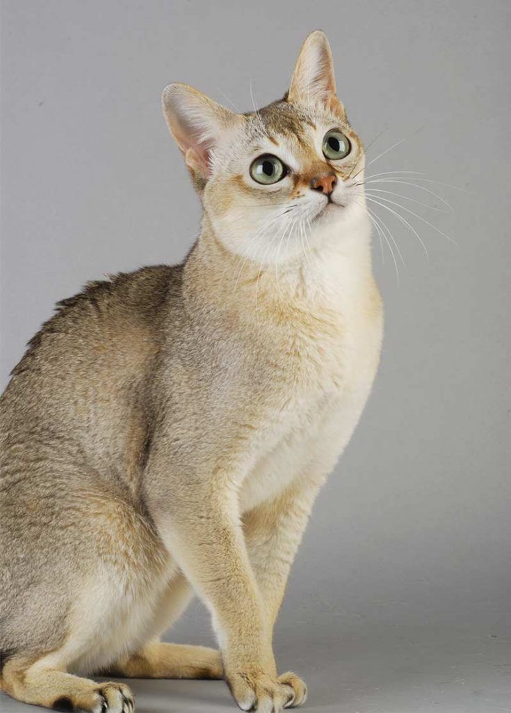 Самые ласковые и добрые породы кошек — список, характеристика и фото