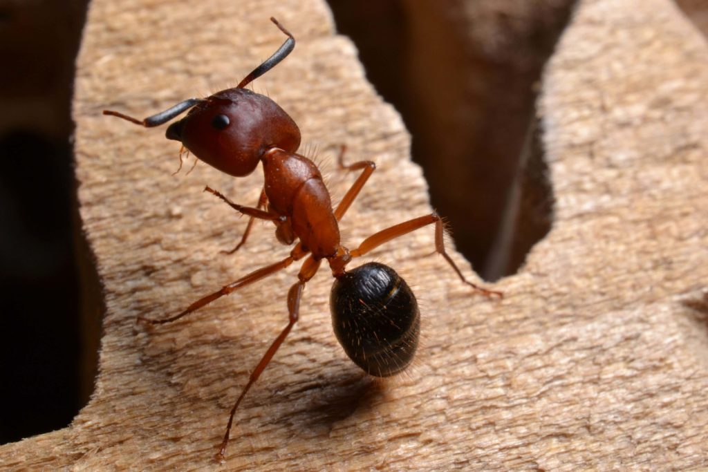 Последствия укусов муравьев для человека