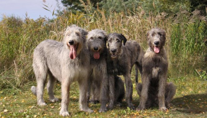 Описание породы собак ирландский волкодав с отзывами владельцев, фото и видео