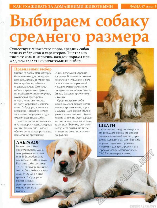 Испанская водяная собака: описание породы, особенности содержания и ухода, нюансы воспитания, цена, полезные фото и отзывы