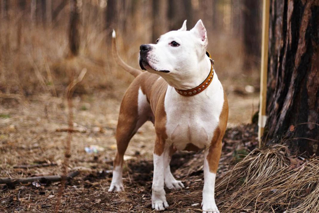 Бойцовские собаки - названия 15 пород с фото и описанием