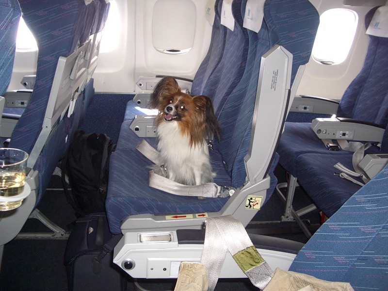 Можно с собакой в самолет. Собака в салоне самолета. Животные в салоне самолета. Щенок в самолете. Авиаперевозка животных.