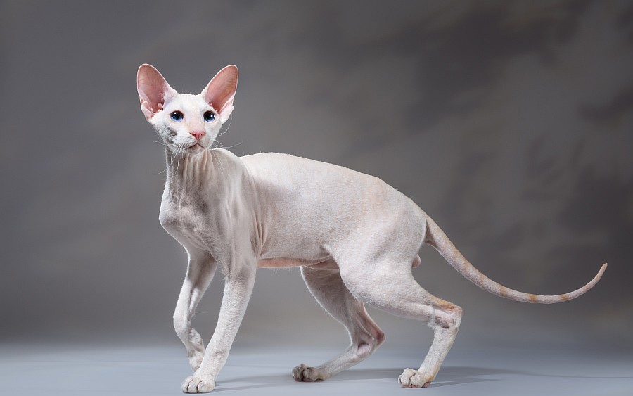 Порода кошек петерболд, фото котов и котят, описание разновидностей сфинксов браш и прямошерстная вариетта
