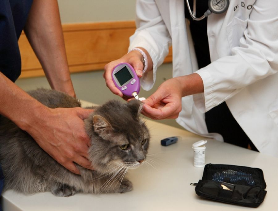 Сахарный диабет у кошек : симптомы, где лечить в москве | ветеринарная клиника ирины оныщук