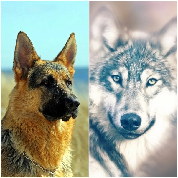 В чем основные отличия волка от собаки?