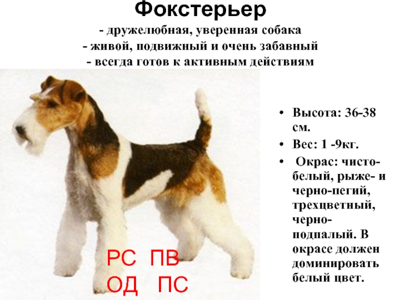 Фокстерьер: описание породы, характер собаки и щенка, фото, цена