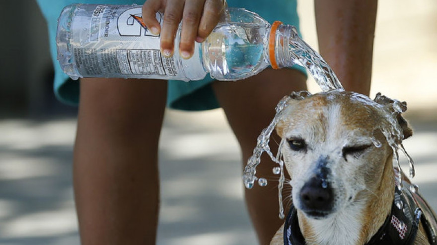 Как помочь собаке пережить жару: основные рекомендации - догофф