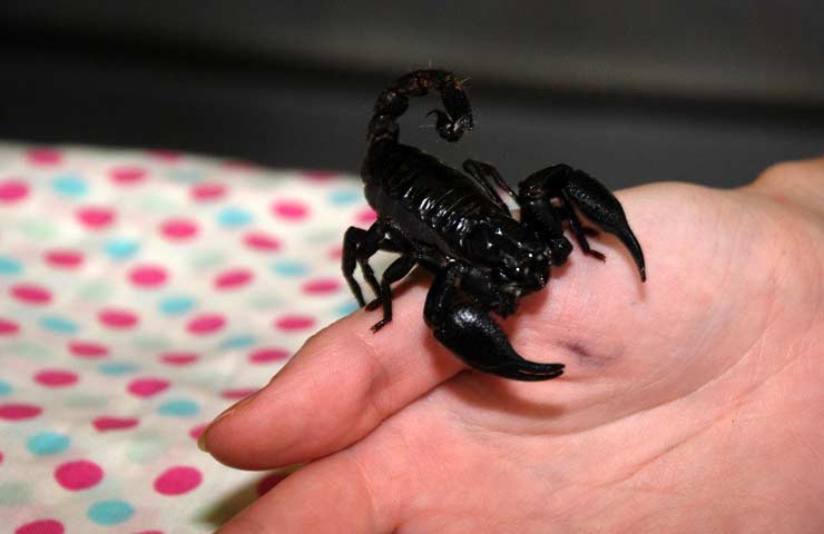 ᐉ чем кормить скорпиона в домашних условиях? - zoomanji.ru