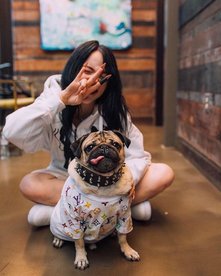 Публичная жизнь домашних животных! топ самых популярных питомцев в instagram