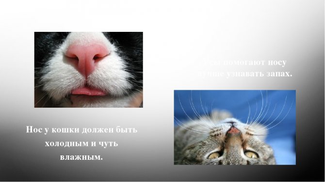Почему у кошки или кота мокрый нос: причины сырого и холодного носа