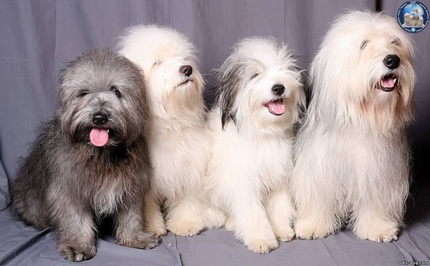 Порода собак одис: фото, внешний вид и описание | zoodom