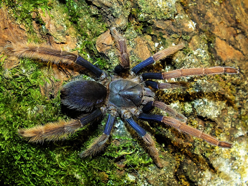 Eucratoscelus pachypus (танзанийский толстоногий паук-бабуин)
